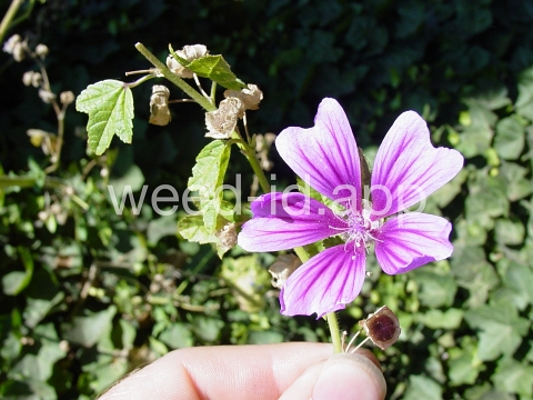 mallow, high
